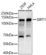 SIRT1 Antibody in Western Blot (WB)