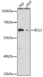 Bcl-3 Antibody in Western Blot (WB)