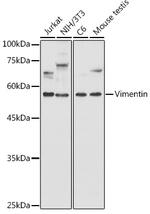 Vimentin Antibody in Western Blot (WB)