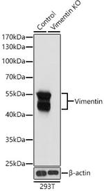 Vimentin Antibody in Western Blot (WB)