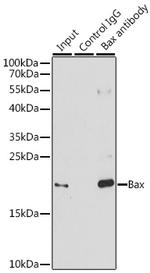 Bax Antibody in Immunoprecipitation (IP)