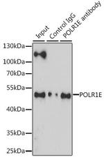 POLR1E Antibody in Immunoprecipitation (IP)