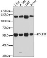 POLR1E Antibody in Western Blot (WB)