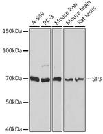 SP3 Antibody in Western Blot (WB)