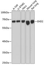 EHD2 Antibody in Western Blot (WB)