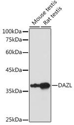 DAZL Antibody in Western Blot (WB)