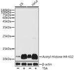 H4K12ac Antibody in Western Blot (WB)