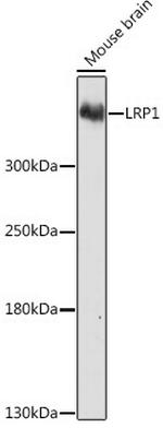 LRP1 Antibody in Western Blot (WB)