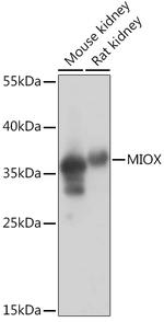 MIOX Antibody in Western Blot (WB)