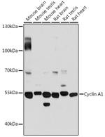 Cyclin A1 Antibody in Western Blot (WB)