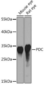 PDC Antibody in Western Blot (WB)