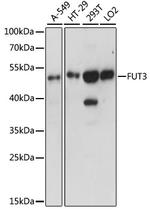 FUT3 Antibody in Western Blot (WB)