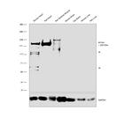 Myosin 4 Antibody in Western Blot (WB)