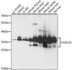 SUCLG1 Antibody in Western Blot (WB)