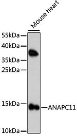 APC11 Antibody in Western Blot (WB)