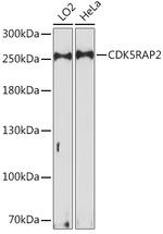 CDK5RAP2 Antibody in Western Blot (WB)