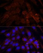 POLRMT Antibody in Immunocytochemistry (ICC/IF)