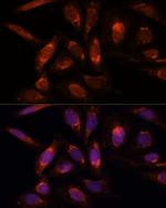 POLRMT Antibody in Immunocytochemistry (ICC/IF)