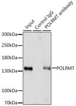 POLRMT Antibody in Immunoprecipitation (IP)