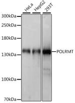 POLRMT Antibody in Western Blot (WB)