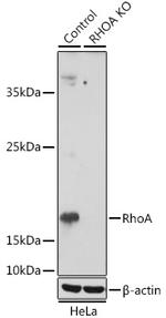 RhoA Antibody in Western Blot (WB)