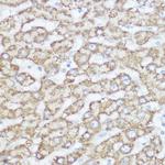 NDUFA4 Antibody in Immunohistochemistry (Paraffin) (IHC (P))