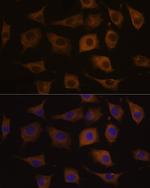 CHRNA7 Antibody in Immunocytochemistry (ICC/IF)