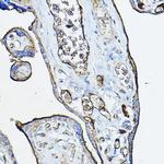 CHRNA7 Antibody in Immunohistochemistry (Paraffin) (IHC (P))