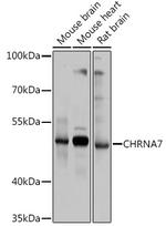 CHRNA7 Antibody in Western Blot (WB)