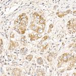 PGAM5 Antibody in Immunohistochemistry (Paraffin) (IHC (P))