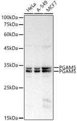 PGAM5 Antibody in Western Blot (WB)