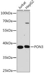 PON3 Antibody in Western Blot (WB)