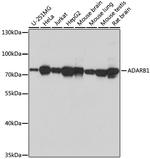 ADARB1 Antibody in Western Blot (WB)