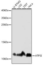 ATP5I Antibody in Western Blot (WB)