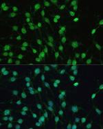 PXR Antibody in Immunocytochemistry (ICC/IF)