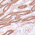 Gemin 5 Antibody in Immunohistochemistry (Paraffin) (IHC (P))