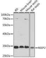 REEP2 Antibody in Western Blot (WB)