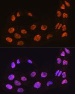 MAML2 Antibody in Immunocytochemistry (ICC/IF)