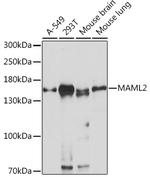 MAML2 Antibody in Western Blot (WB)