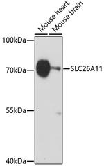 SLC26A11 Antibody in Western Blot (WB)