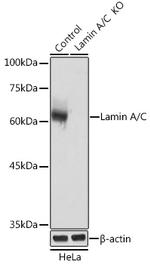 Lamin A/C Antibody in Western Blot (WB)