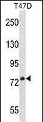 SIGLEC5 Antibody in Western Blot (WB)