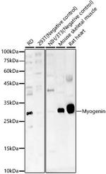 Myogenin Antibody in Western Blot (WB)