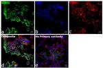 SCRIB Antibody in Immunocytochemistry (ICC/IF)