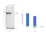 SCRIB Antibody in Western Blot (WB)