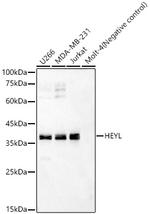 HEYL Antibody in Western Blot (WB)