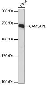 CAMSAP1 Antibody in Western Blot (WB)