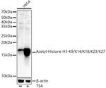 Histone H3ac (pan-acetyl) Antibody in Western Blot (WB)