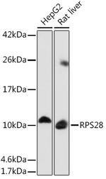 RPS28 Antibody in Western Blot (WB)