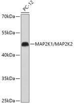 MEK1/MEK2 Antibody in Western Blot (WB)